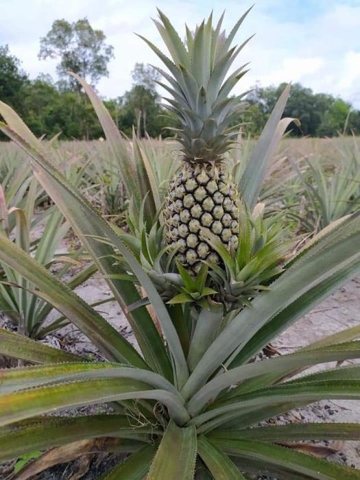 MENGENAL TANAMAN NENAS DAN MANFAATNYA