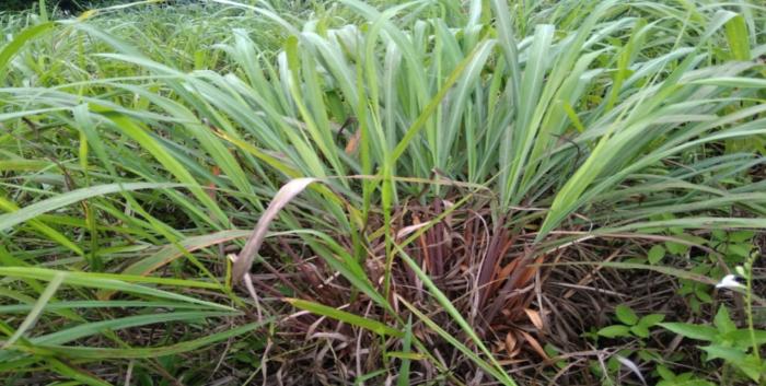 Budidaya Tanaman Serai