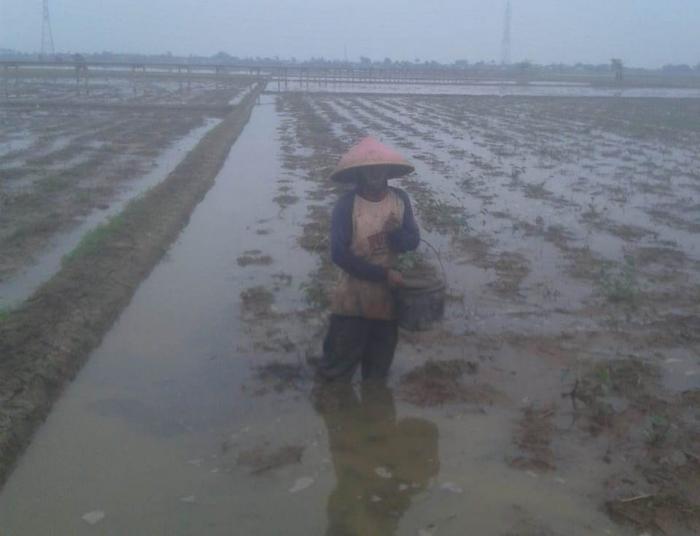 MANFAAT DAN KEGUNAAN PUPUK ORGANIK