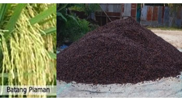 KOMPOS SLUDGE KELAPA SAWIT  MENINGKATKAN HASIL TANAMAN PADI