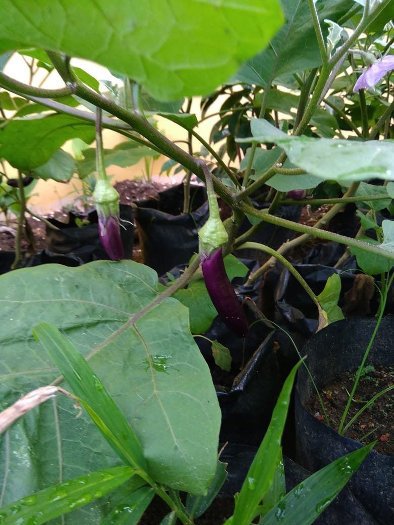 Teknik Budidaya dan Manfaat Konsumsi Terong Ungu bagi Lansia (60 Tahun ke Atas)