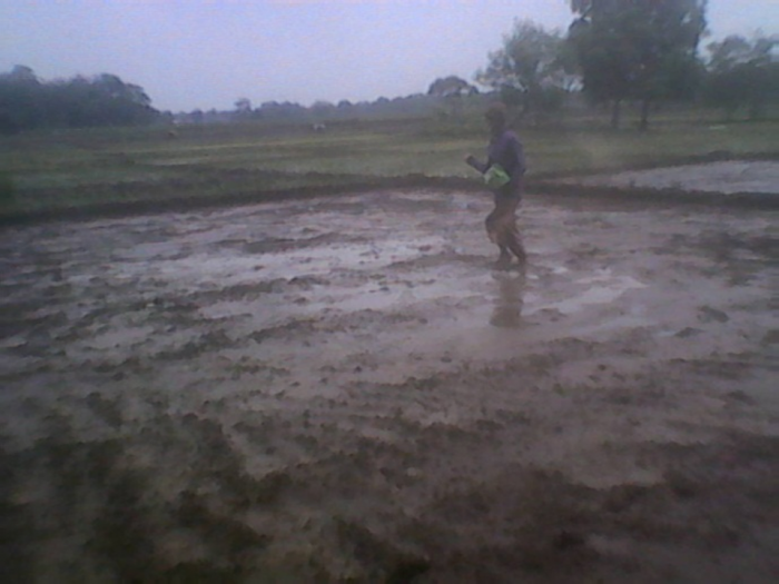 PELKSANAAN PENGOLAHAN LAHAN SAWAH