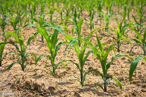 Mengenal Dan Cara Merawat Tanaman Hias Di Dalam Ruagan Tapa Cahaya