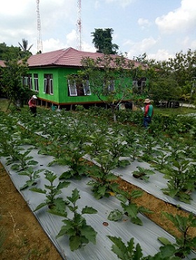 Pemanfaatan Lahan Bpp Dengan Budidaya Terong Ungu