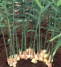 Pestisida Nabati Dari Jahe