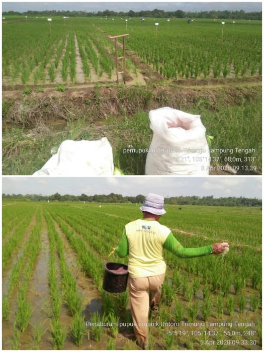 PEMUPUKAN BERIMBANG: PENYEDIAAN UNSUR HARA YANG EFEKTIF DAN EFISIEN