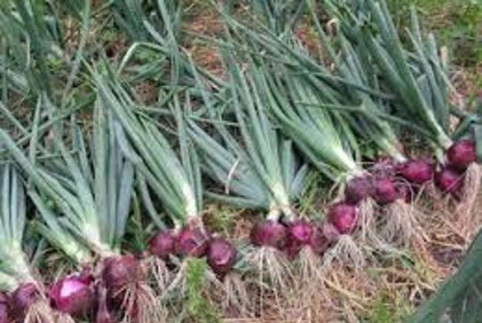 PRODUKTIVITAS BAWANG MERAH DALAM POLYBAG YANG DIBERI PUPUK KANDANG SAPI