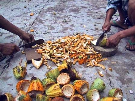 PENGOLAHAN LIMBAH KAKAO MENJADI PUPUK