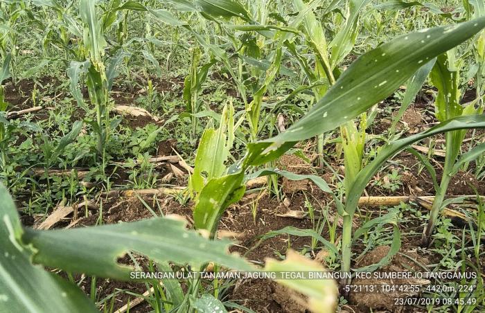 hama ulat grayak jadi ancaman petani jagung  dikecamatan sumberejo