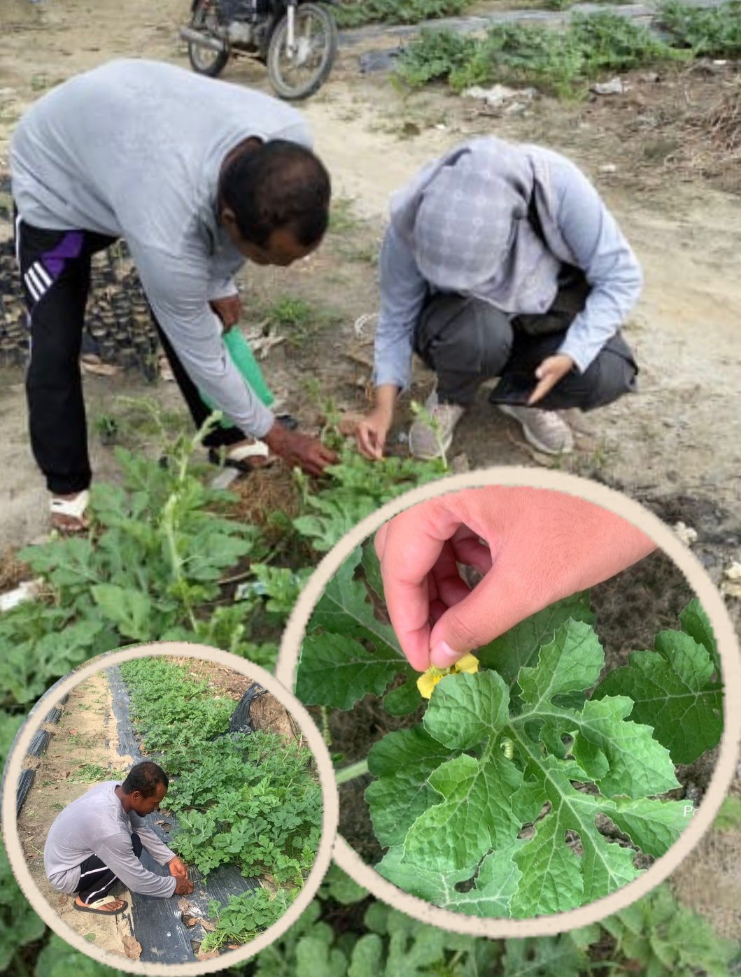 Menyambut Bulan Ramadhan, Petani Siapkan Semangka Untuk Berbuah