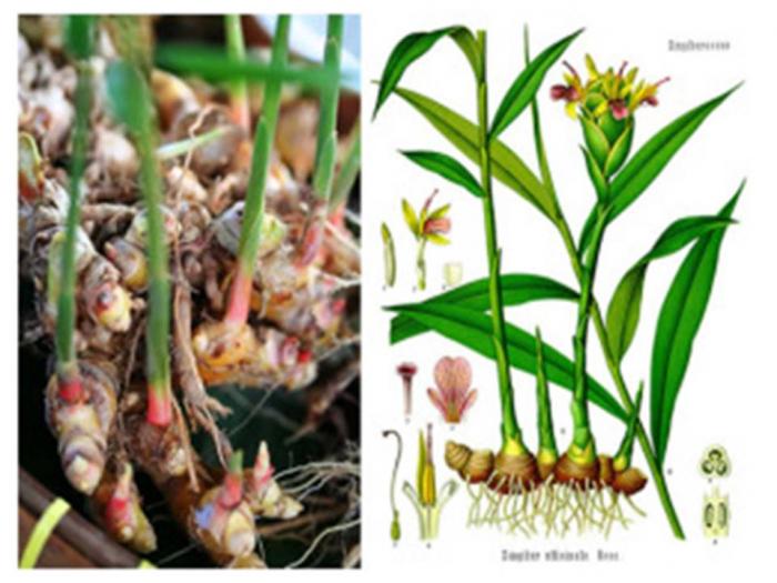 FAKTOR BUDIDAYA DAN MANFAAT JAHE MERAH 