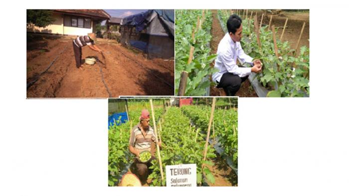 BUDIDAYA TERONG LALAP HIJAU BULAT SECARA ORGANIK