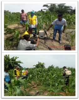 Pengendalian Hama Ulat Pada Tanaman Jagung