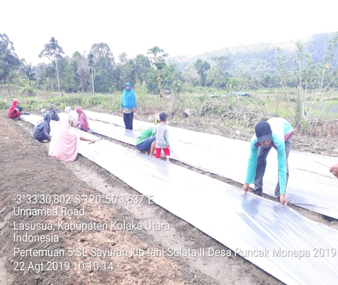 BUDIDAYA TOMAT MENGGUNAKAN MULSA PLASTIK