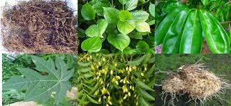 AGROKIMIA MAHAL,GUNAKAN PESTISIDA NABATI RAMAH LINGKUNGAN