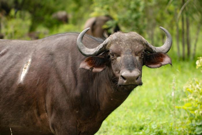 PENGGEMUKAN AYAM SENKUB
