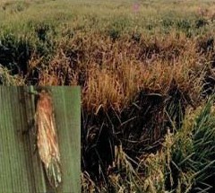 Pengendalian Hama Penyakit Padi Sawah