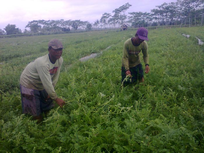 penyerbukan tanaman semangka