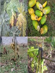 HAMA DAN PENYAKIT PADA PEPAYA SERTA USAHA MENGATASINYA