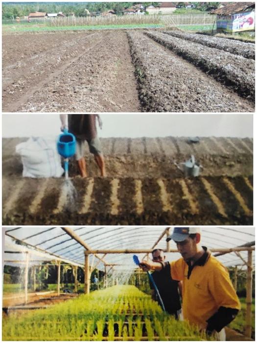 TEKNIK PERSEMAIAN PADA BUDIDAYA BAWANG MERAH