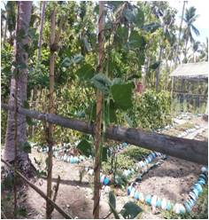 BUDIDAYA TANAMAN BUNCIS 