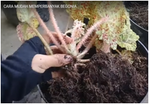 Cara Memperbanak Begonia  dan Merawat Dengan Mudah