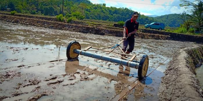 Tabur Benih Langsung (Tabela)