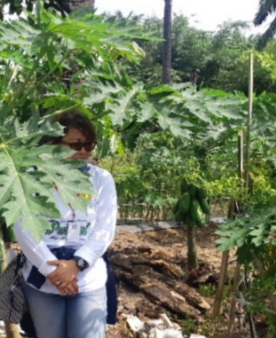  Budidaya Pepaya California