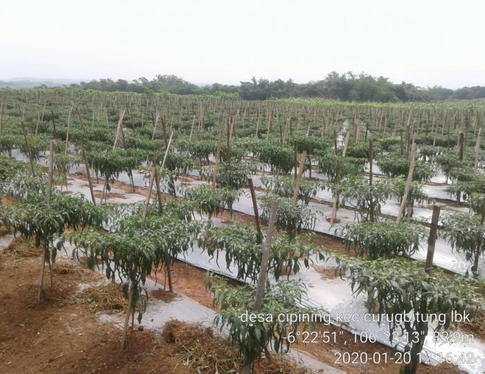 Tanam Cabe Pasti Untung (Strategi Budidaya Cabe) di Kecamatan Curugbitung