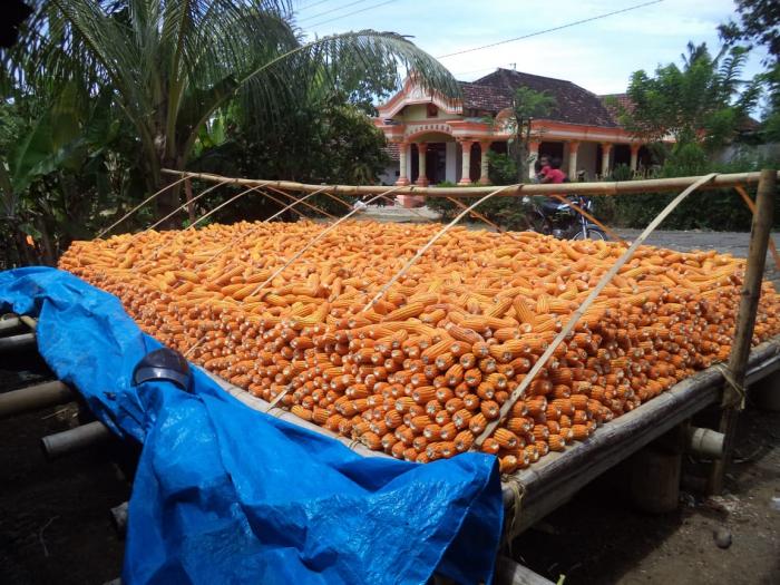 PENGERINGAN JAGUNG PADA MUSIM PENGHUJAN