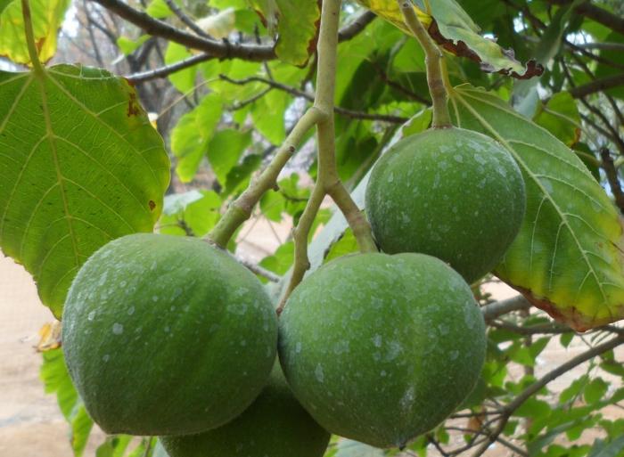 USAHA BUDIDAYA KEMIRI