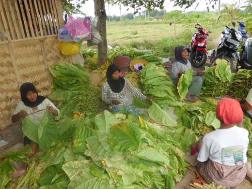 PASCA PANEN TANAMAN TEMBAKAU JAWA