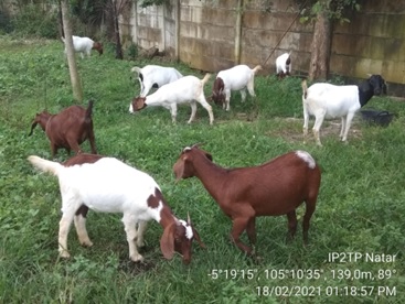 SNI BIBIT KAMBING BOERKA GALAKSI AGRINAK (SNI 7352- 5 : 2023)