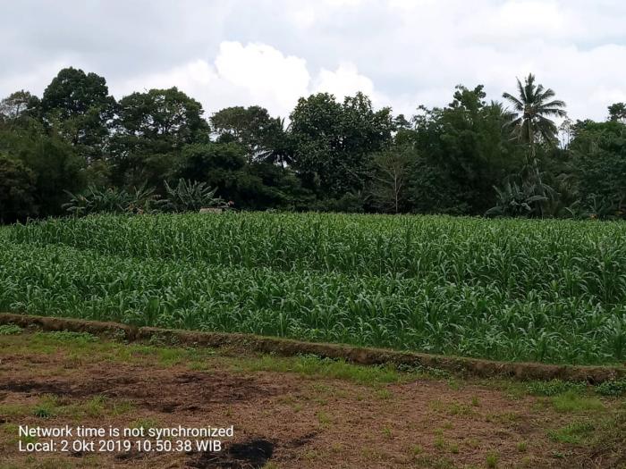 Proses bercocok tanam jagung dengan sistem (TOT) pada kelompok tani Samaenre