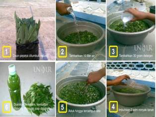 PESTISIDA ALAMI DARI DAUN PEPAYA