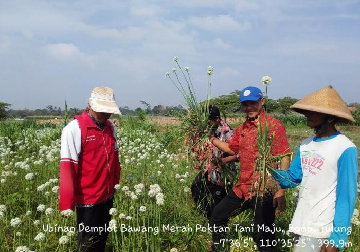 Budidaya Bawang Merah Pada Lahan Kering