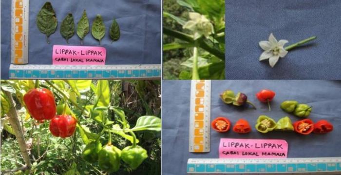 KARAKTERISTIK CABAI LOKAL PANAÃ¢â‚¬â„¢ LIPPAK-LIPPAK MAMASA