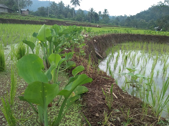 Genjer Tanaman Penangkal Hama Padi