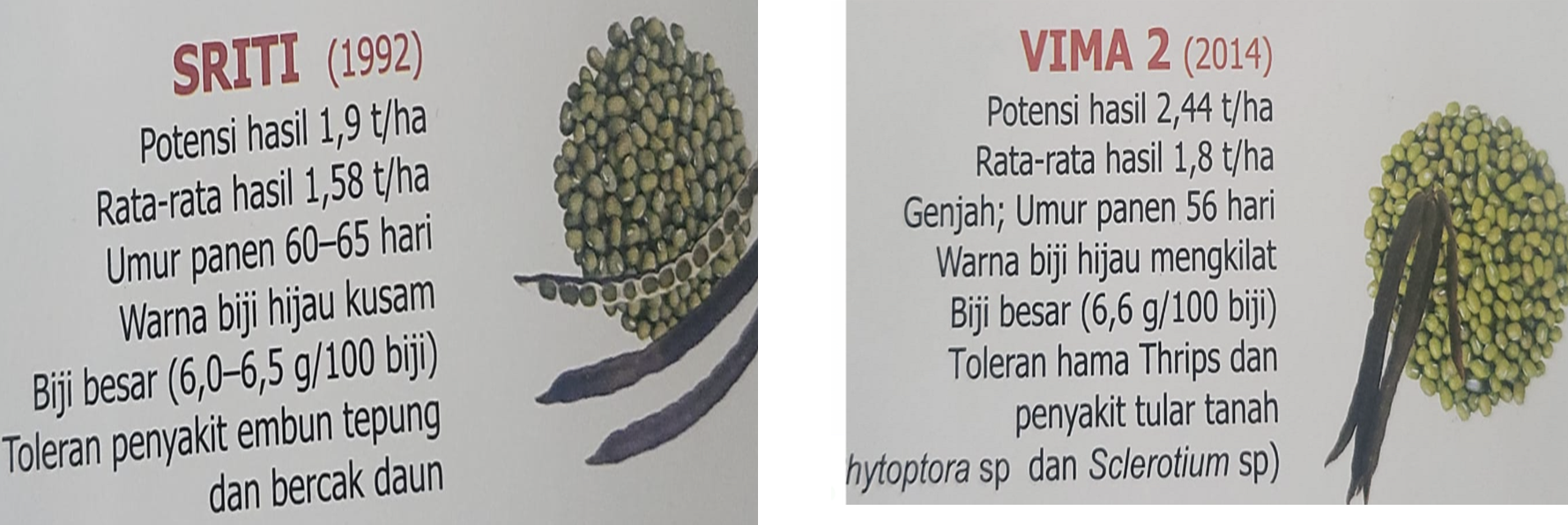 PENTINGNYA PERGILIRAN TANAMAN KEDELAI