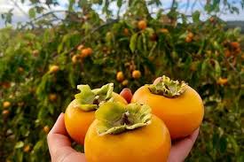 Buah Kurang Populer Ini Mempunyai  Manfaat Menakjubkan