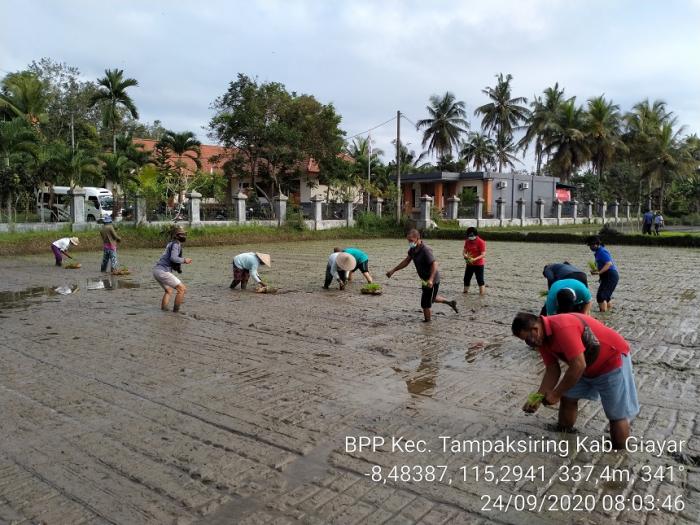 Tanam Bersama Padi Hibrida di Lahan Sawah BPP Tampaksiring Kabupaten Gianyar
