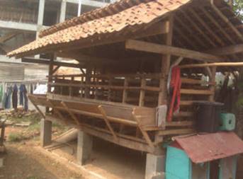 PENANAMAN DAN PENYEDIAAN BIBIT   RUMPUT RAJA