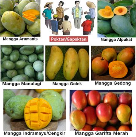 MENINGKATKAN DAYA SAING DALAM PEMANFAATAN KUR DENGAN MANGGA LOKAL 