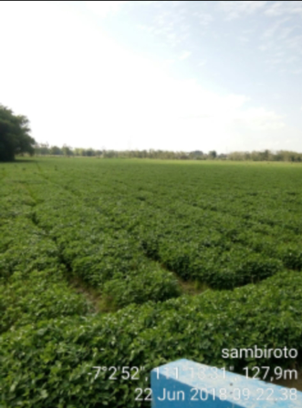 Budidaya Tanaman Kedelai