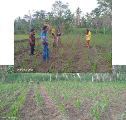 Budidaya Jagung Hibrida Dengan Sistem Jajar Legowo Disusun Oleh :muhajar, Sp  Penyuluh Pertanian Pertama Bpp/upt Hpt Dan Keswan Praya Barat Daya Kabupaten Lombok Tengah