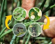 Sistem Pengairan Berselang dan Pemanfaatannya untuk Tanaman Padi	 