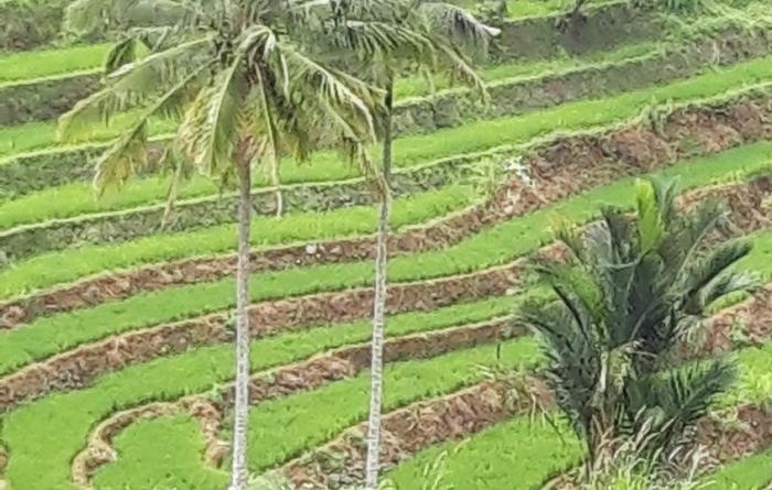 USAHA TANI PADI SAWAH TADAH HUJAN