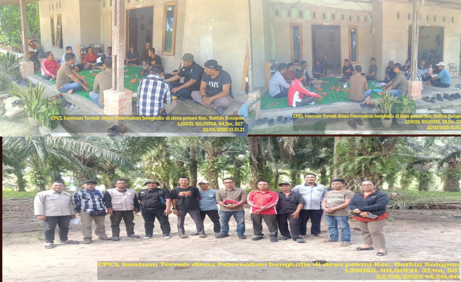 CPCL BANTUAN TERNAK SAPI POKTAN MAJU BERSAMA DESA PETANI KECAMATAN BATHIN SOLAPAN KABUPATEN BENGKALIS OLEH DINAS TANAMAN PANGAN HORTIKULTURA DAN PETERNAKAN KABUPATEN BENGKALIS 