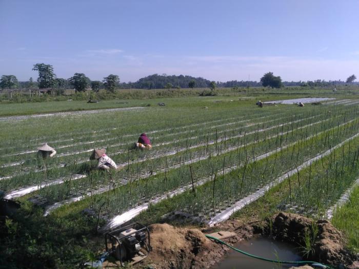 pengendalian hama dan penyakit pada tanaman bawang merah