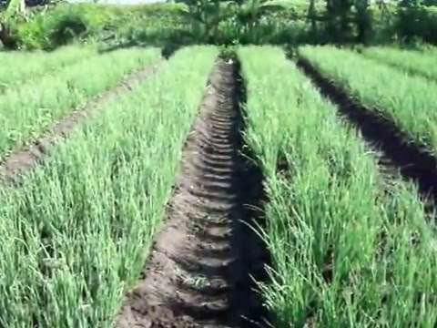 teknologi budidaya bawang merah dalam bentuk guludan